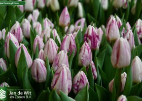 Tulipa Flaming Prince ® (2)